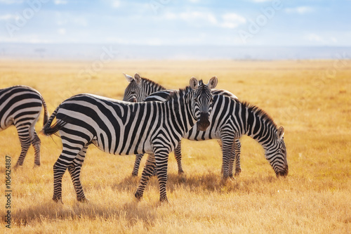 Zebras pasturing at the Kenyan savannah  Africa