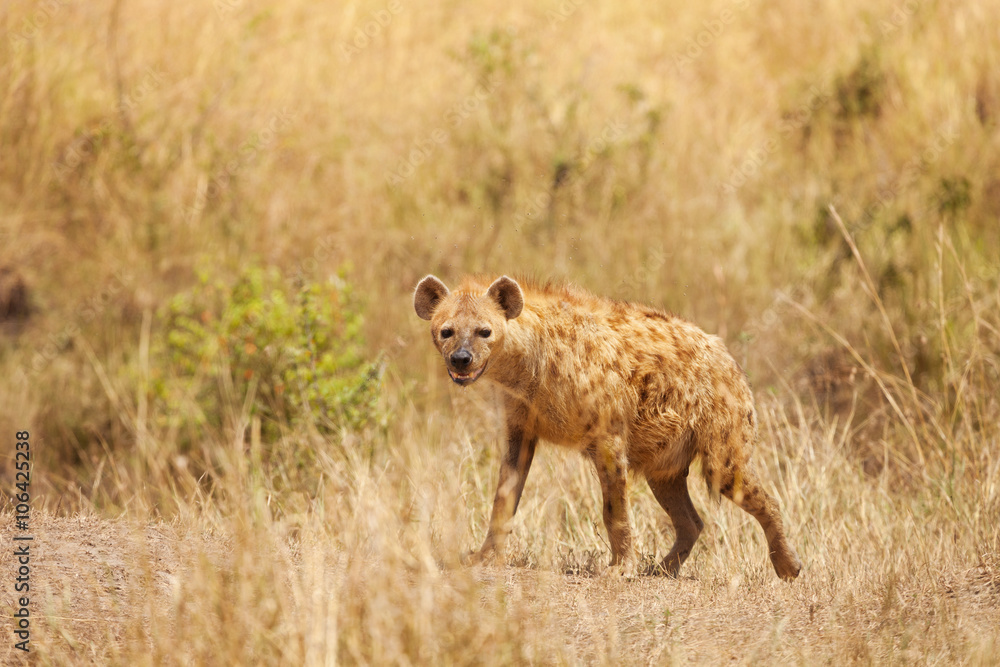 Spotted hyena stands alert in dried grass Spotted hyena stands alert in dried grass