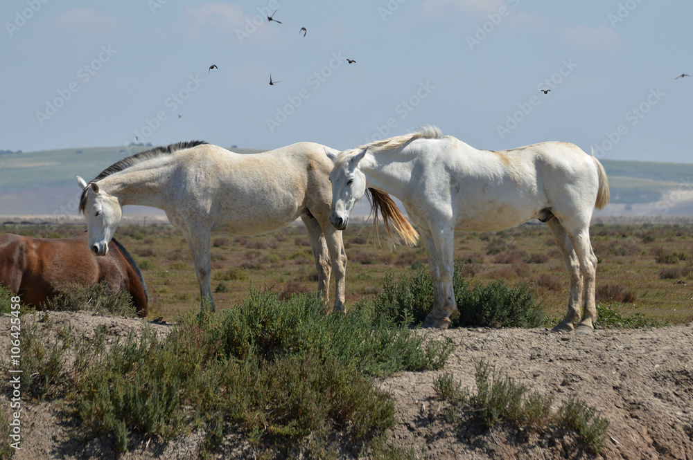 Obraz premium caballos en la marisma