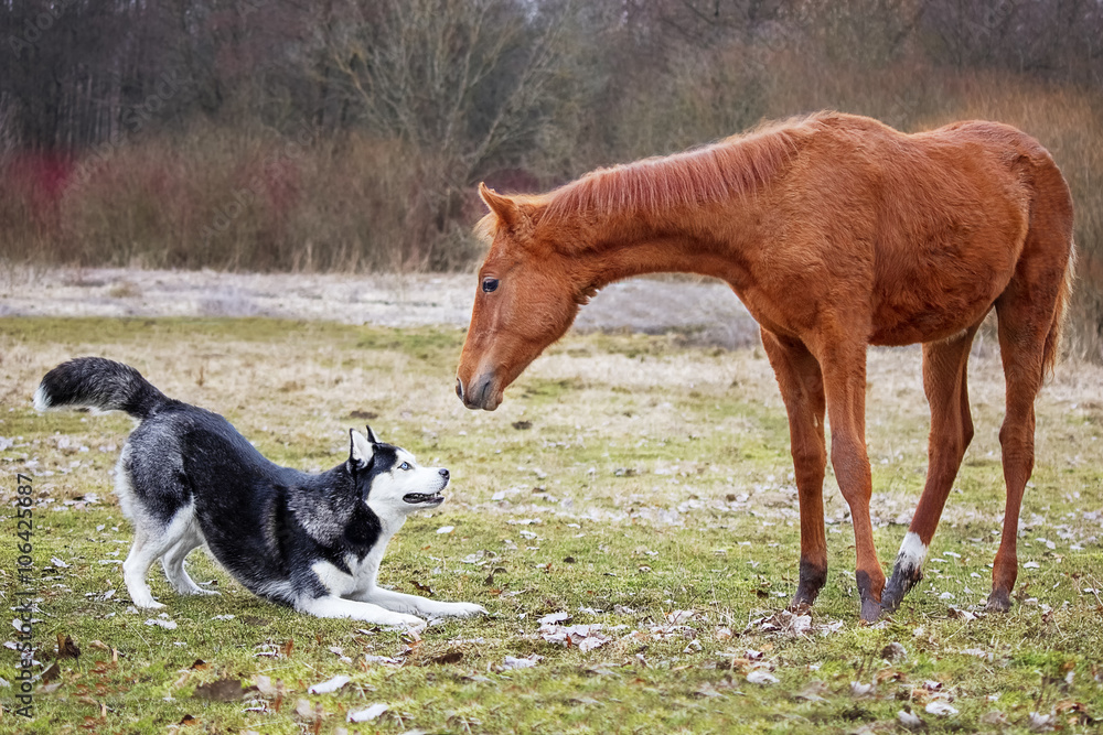 The first meeting husky dog and a foal