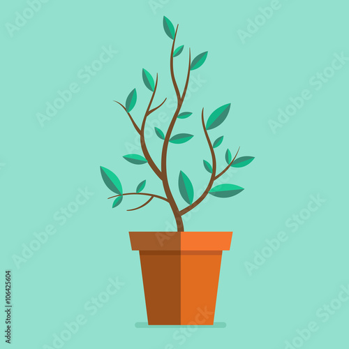 Plant in pot
