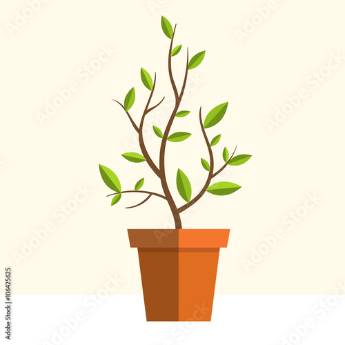 Plant in pot
