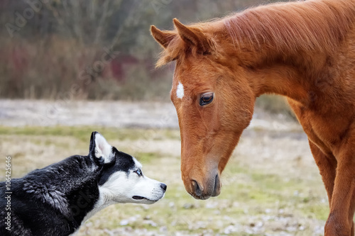 The first meeting husky dog and a foal