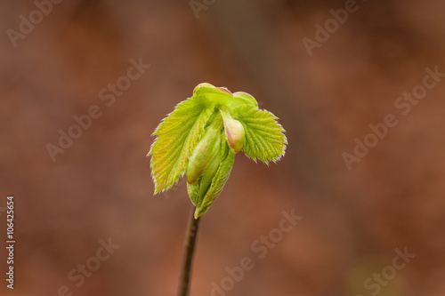 Haselnuss-Spross im Frühling