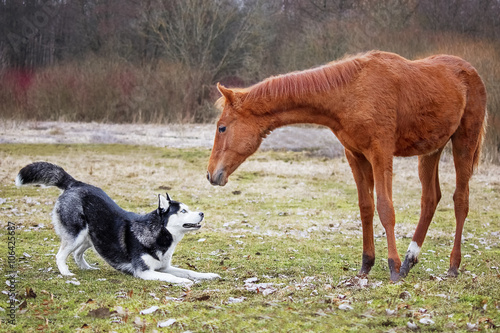 Obraz na płótnie The first meeting husky dog and a foal
w salonie