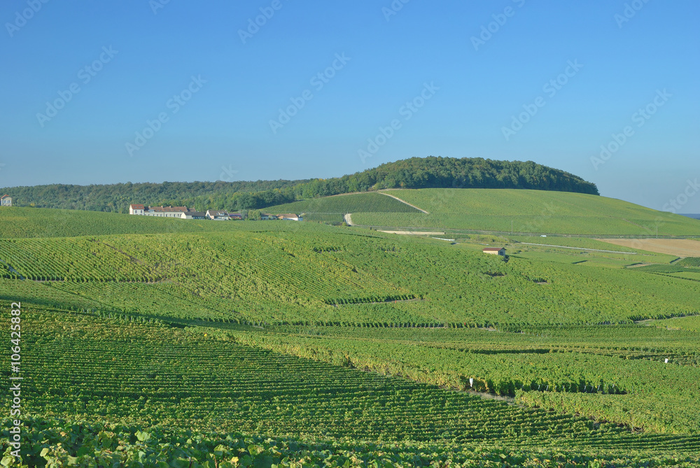 Weinbau in der Champagne nahe Epernay,Frankreich