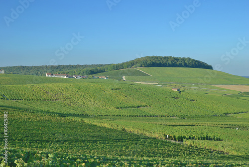 Weinbau in der Champagne nahe Epernay Frankreich
