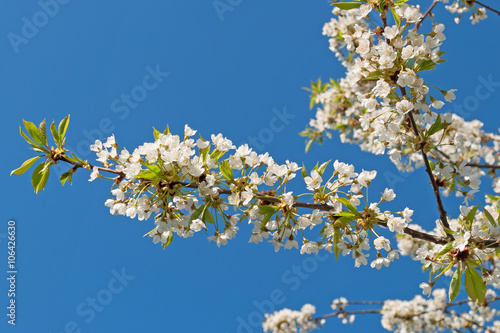 Kirschblüten, Frühling, Cherry blossoms © M. Schuppich