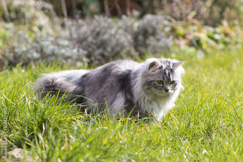 Grey Persian cross Ragdoll and ginger kittens on grass