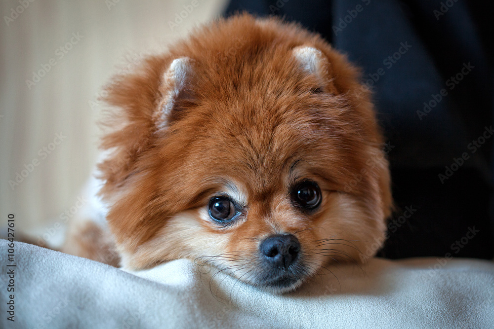 Portrait of beautiful dog German Spitz