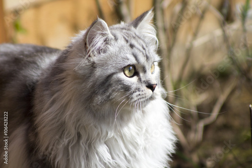 Grey Persian cross Ragdoll and ginger kittens on grass