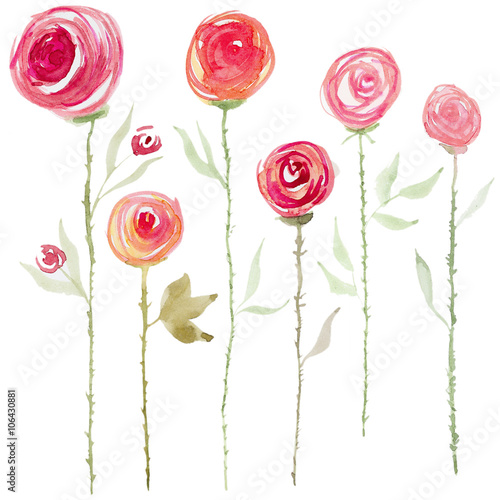 Watercolor rose flowers