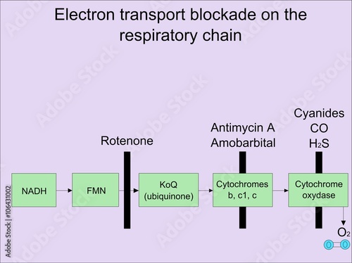 Electron transport blockade on the respiratory chain