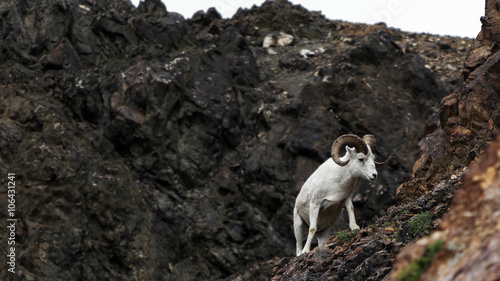 A Dall sheep (Ovis dalli) ascends a rocky slop in Denali National Park, Alaska.