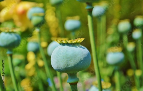 Fototapeta Naklejka Na Ścianę i Meble -  Opium Poppy seedheads. (Papaver somniferum).