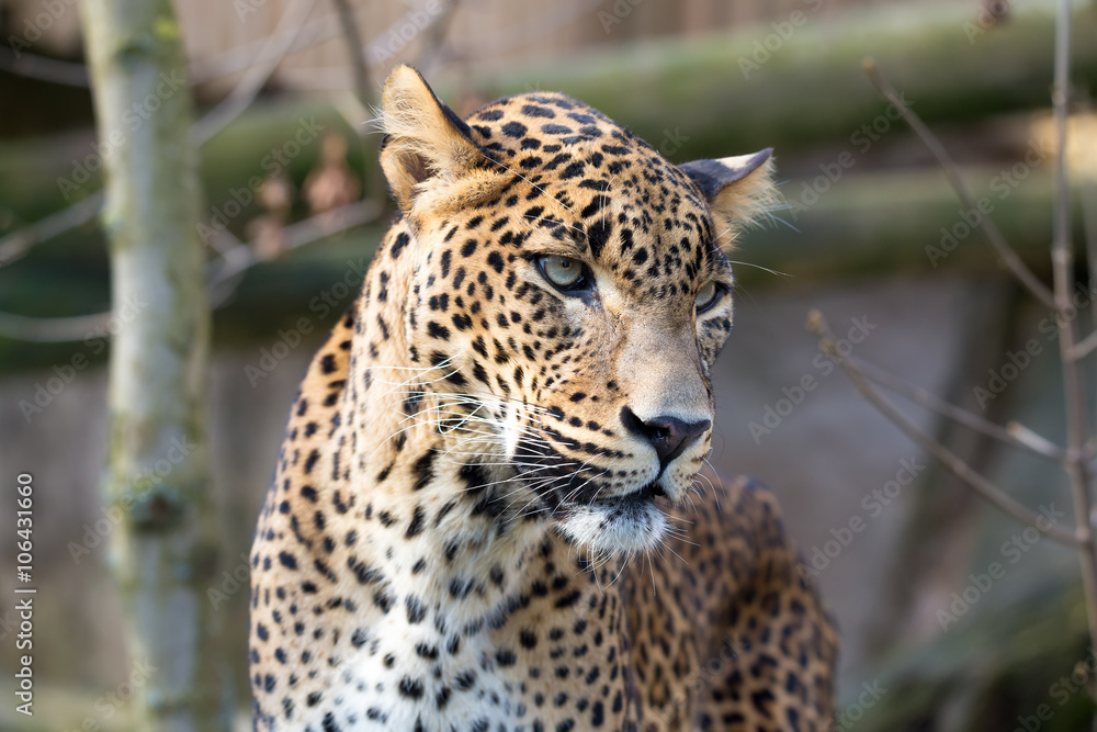 Fototapeta premium portrait of Persian leopard