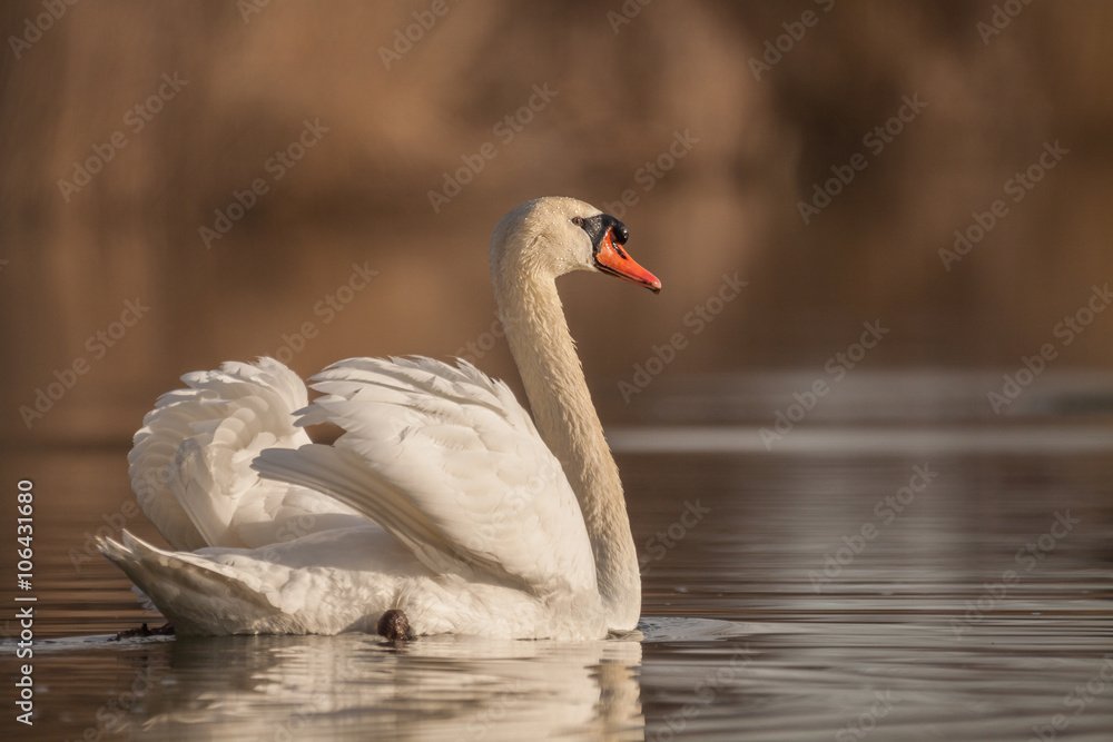 Obraz premium Höckerschwan
