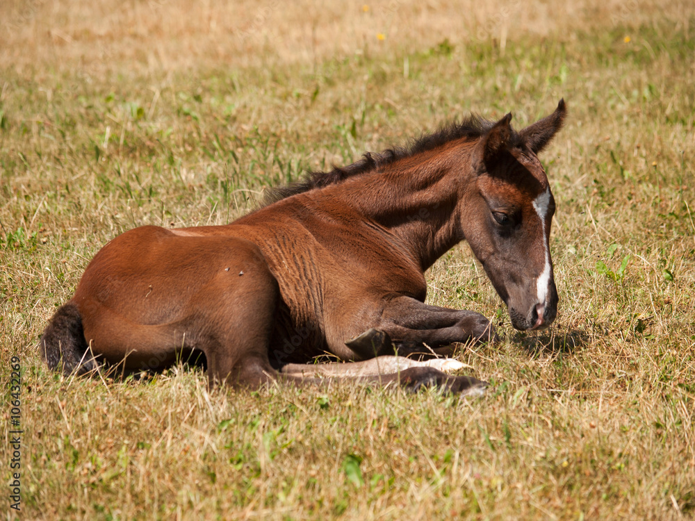 One day old foal of sport horse having rest on meadow One day old foal of sport horse having rest on meadow