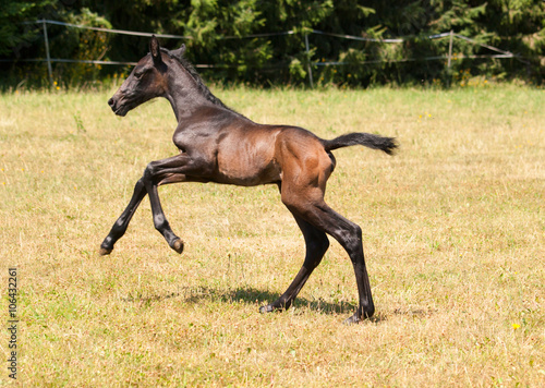 Sport horse foal galloping on pasture