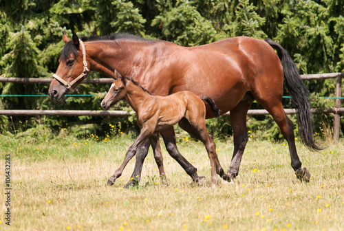 Mare with one day old foal on the meadow in summer