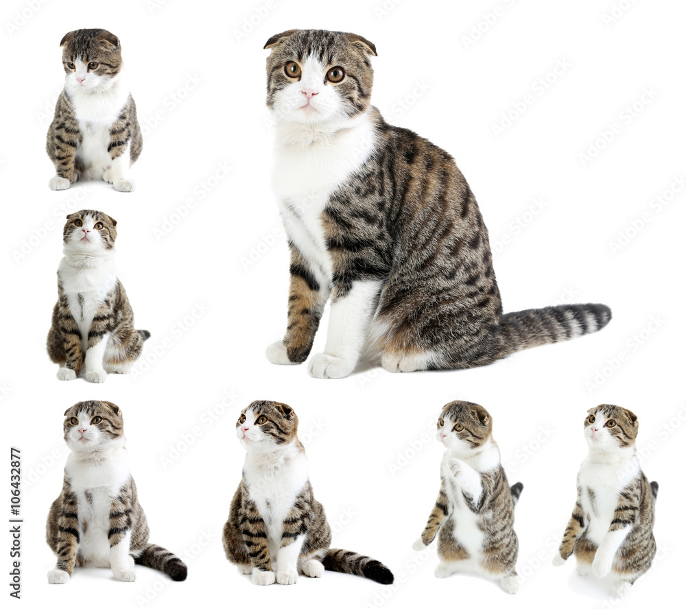 Beautiful cat isolated on a white, collage