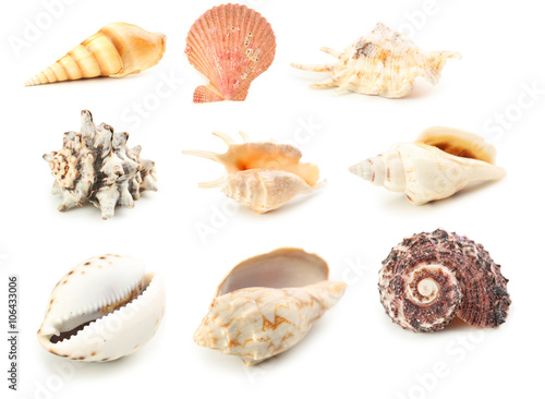 Sea shells isolated on a white, collage