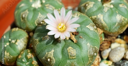 Peyote Cactus (Lophophora williamsii). photo