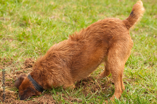 Hund gräbt photo