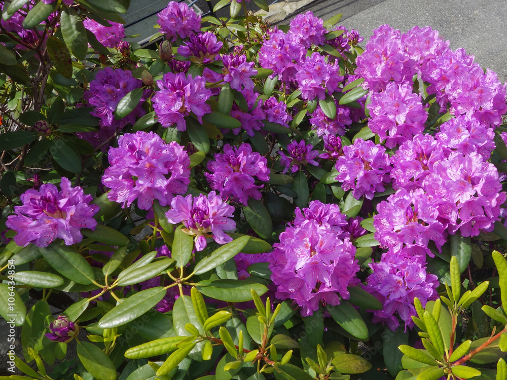 Rhododendrons purple / Rhododendrons purple. Close-up View of a Purple Rhododendrons 