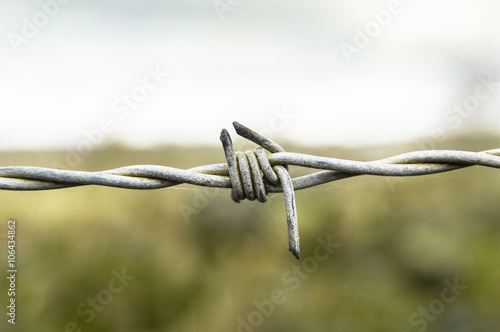 Barbed Wire knott