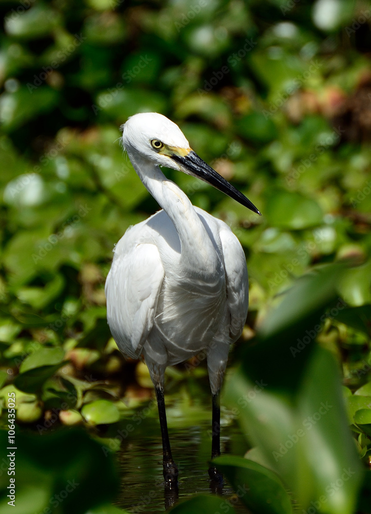 Little egret, Lake Naivasha, Kenya Little egret, Lake Naivasha, Kenya
