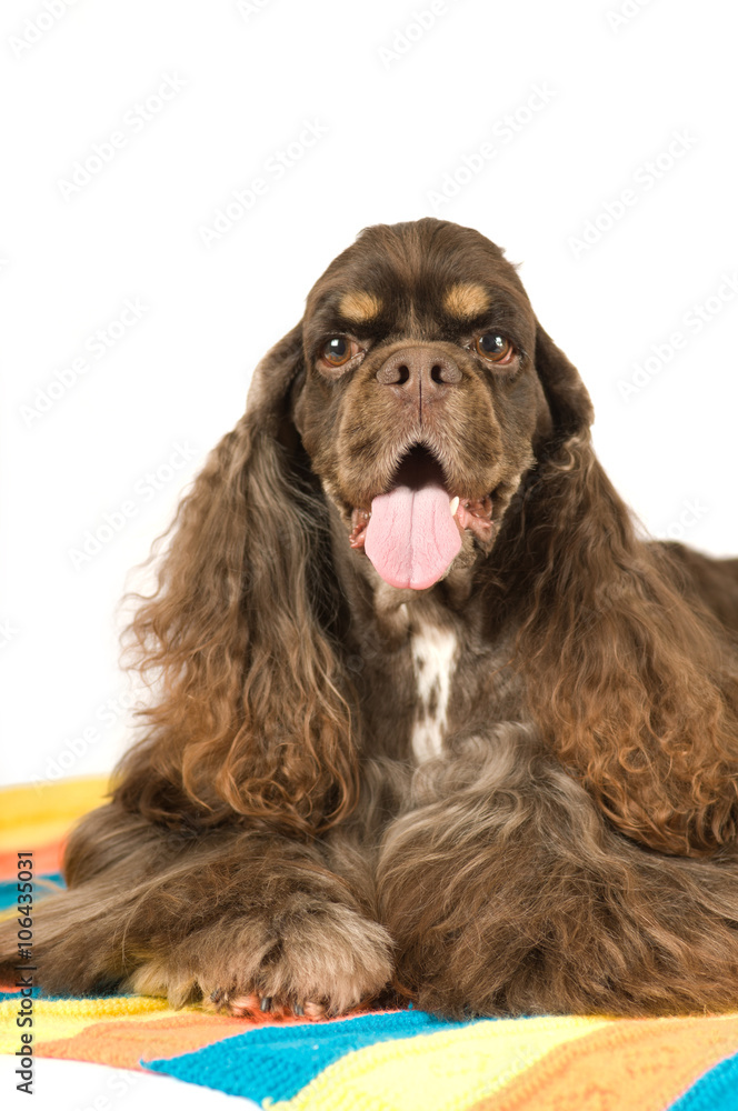 American cocker spaniel portrait American cocker spaniel portrait