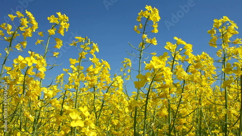 Track along yellow oil seed rape farm crop flowers blowing in the wind Northamptonshire England UK