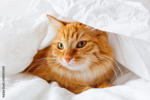 Ginger cat lies on bed. The fluffy pet comfortably hid under a blanket.