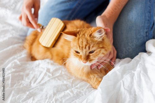 Woman combs a dozing cat's fur. Ginger cat's head lies on woman hand.