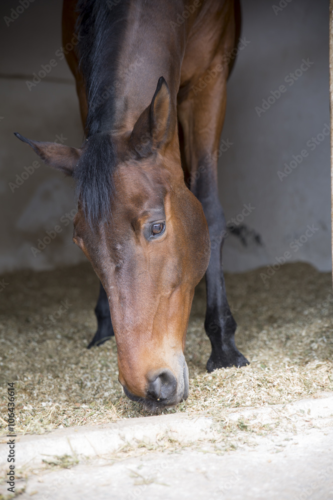 Naklejka premium Horse