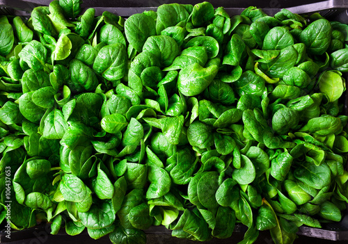 young baby spinach leaves in a box
