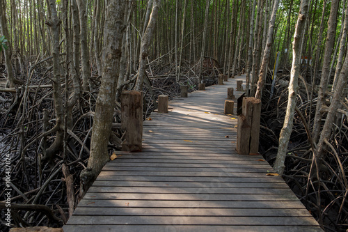 Fototapeta Naklejka Na Ścianę i Meble -  Walkway to mangrove forest