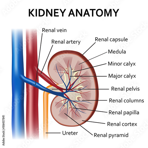 Human kidney anatomy.