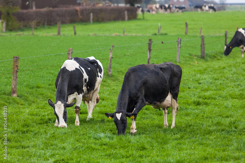 Cow grazing on a meadow