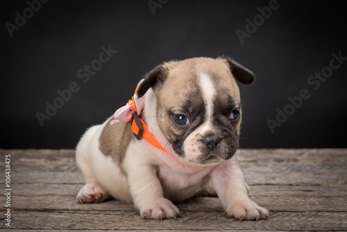 French bulldog small age puppy © skyfotostock