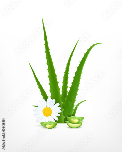 Aloe vera and chamomile