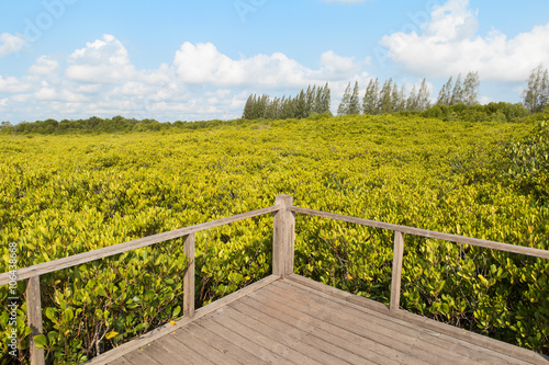 Golden mangrove field