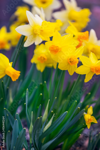 Fototapeta Naklejka Na Ścianę i Meble -  Yellow narcissus spring blossom