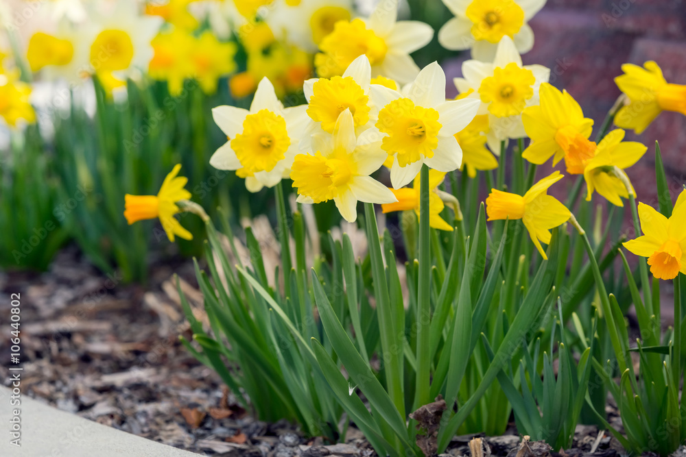 Obraz premium Yellow narcissus spring blossom