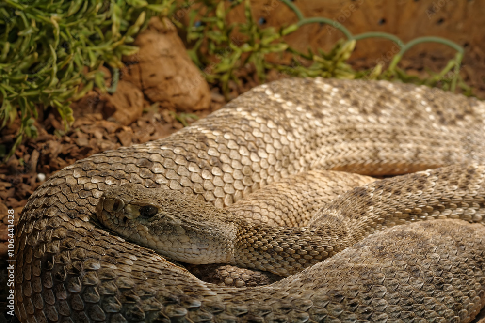 Obraz premium Snake in the terrarium - Levantine viper