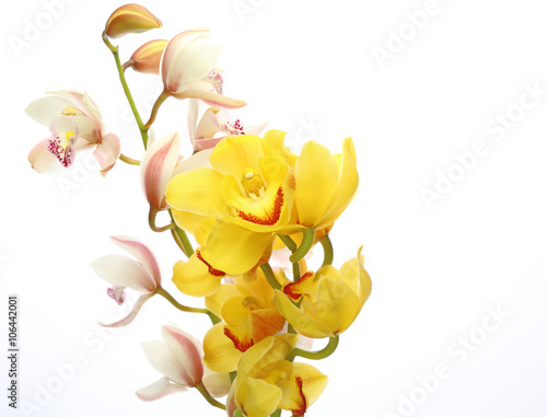 Fototapeta Naklejka Na Ścianę i Meble -  シンビジウム