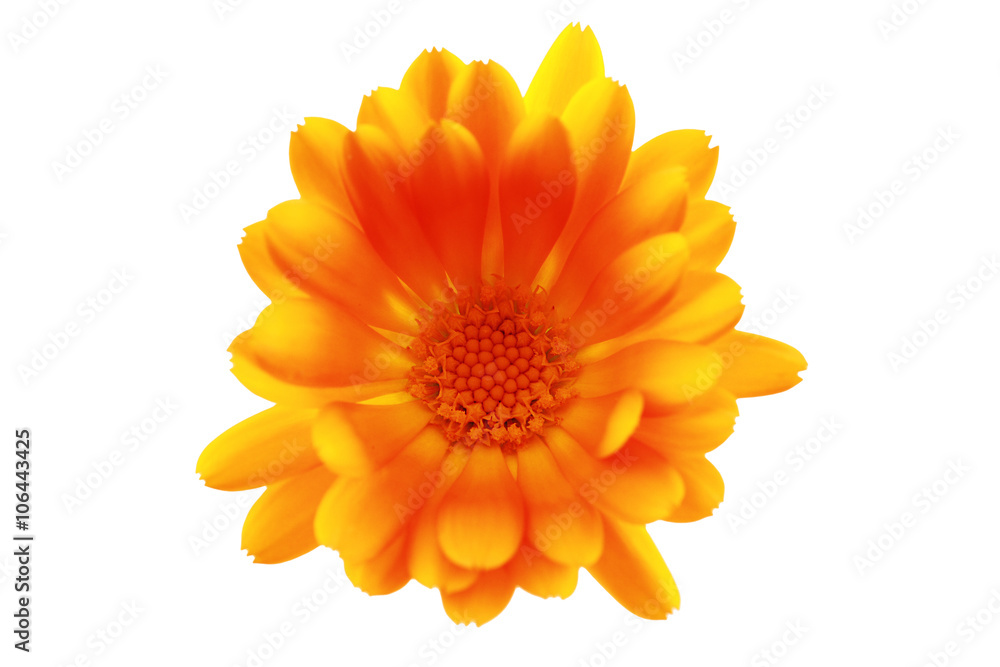 Orange flower closeup on white background, clipping path Orange flower closeup on white background, clipping path