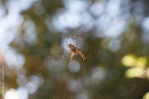 Spider Araneus diadematus in the centre of spiderweb with green blurred background photo