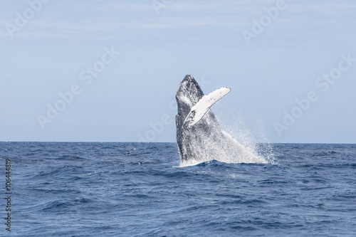 Whale Breaching in Ocean